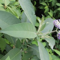 Solanum mauritianum Scop.